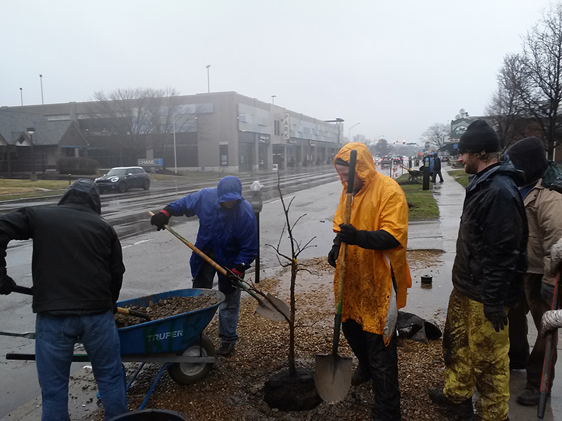 Random Rippling - KIB tree planting