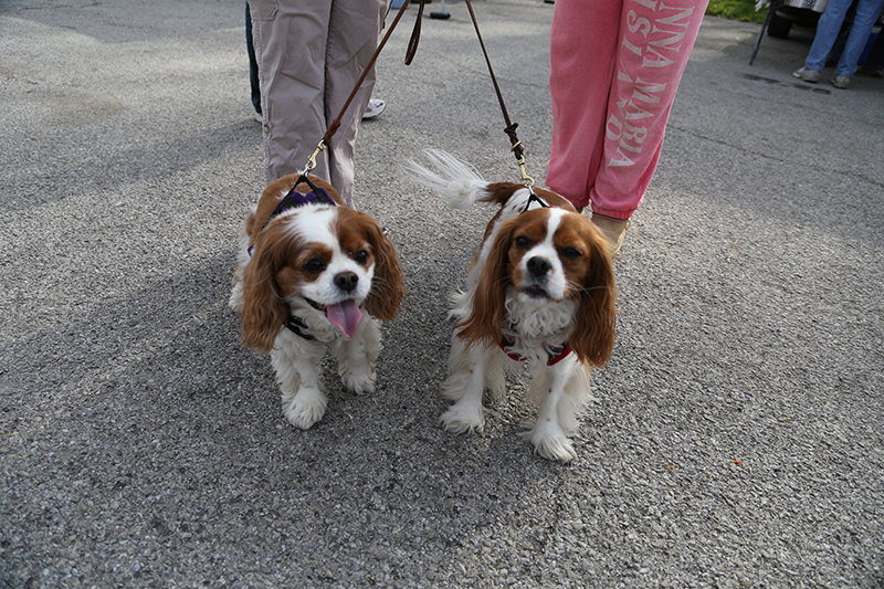 Alfie and Tucker