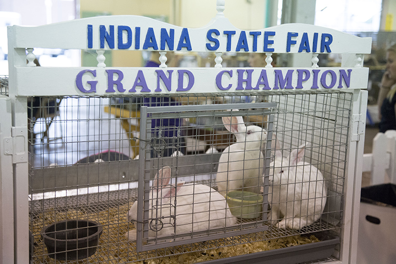 Grand Champion bunnies!
