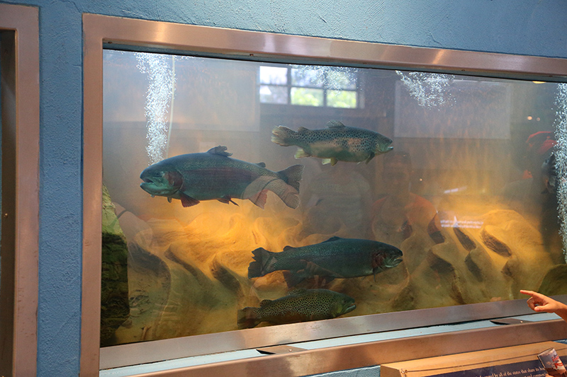 Trout on display at Department of Natural Resources in the NW corner of the Fair, by the Free Stage.