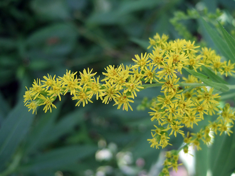 Round the Ripple by Bill Malcolm