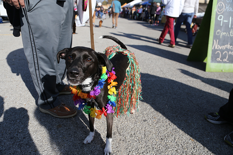 Dory dressed up as a hula dancer for the market