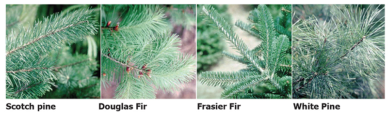 Right in my Own Backyard - O Tannenbaum, O Tannebaum - by Brandt Carter 
