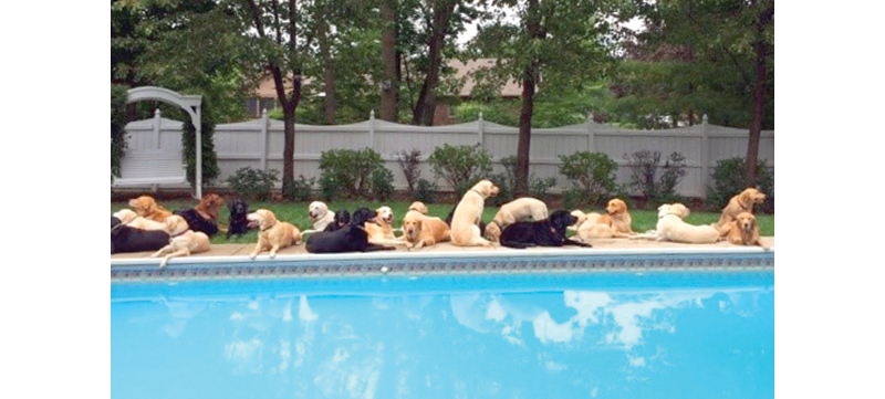 Canine Companion Puppies celebrating summer in the backyard!