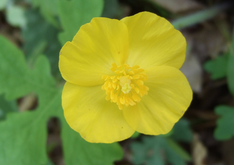 Wood poppy or celandine poppy, Stylophorum diphyllum.