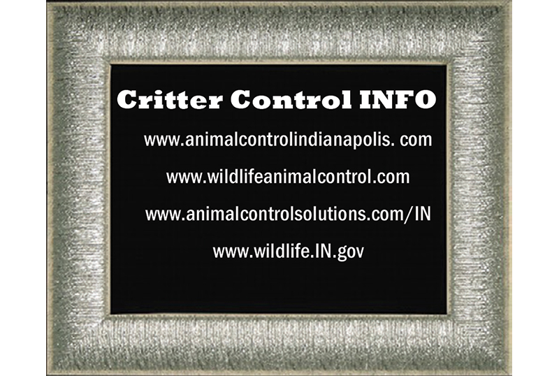 Right in my Own Backyard - Managing Urban Varmints - by Brandt Carter 