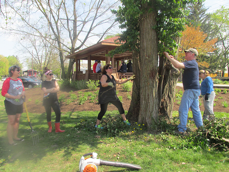 Garden organizer Linda Shikany rips a vine from a tree.