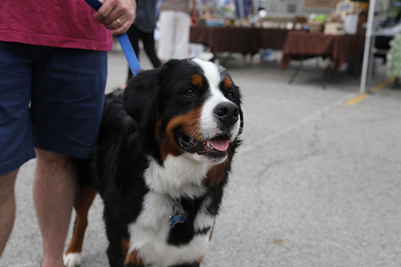 Kona met many new doggie and human friends