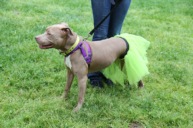 Jazzy ready for the costume contest