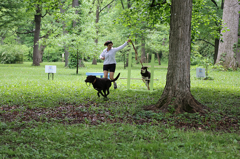 Random Rippling - Dog Olympics