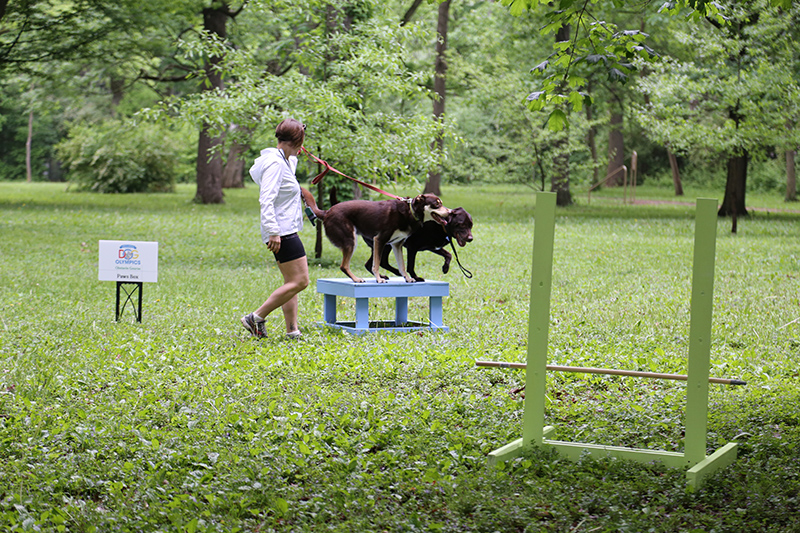 Random Rippling - Dog Olympics