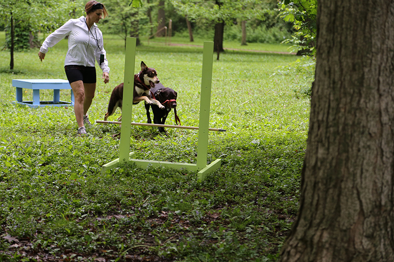 Random Rippling - Dog Olympics