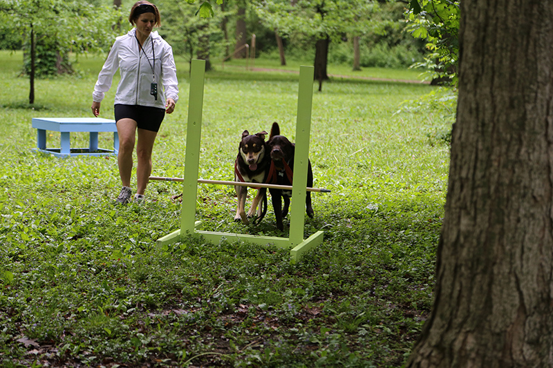 Random Rippling - Dog Olympics