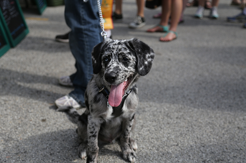 Odin was quite a happy doggie to be able to watch all of the other dogs and people at the market.