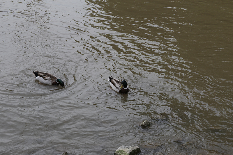 DUCK RACE 2015