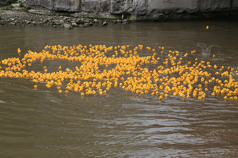 DUCK RACE 2015