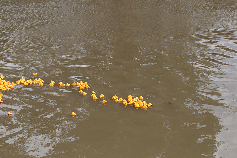 DUCK RACE 2015