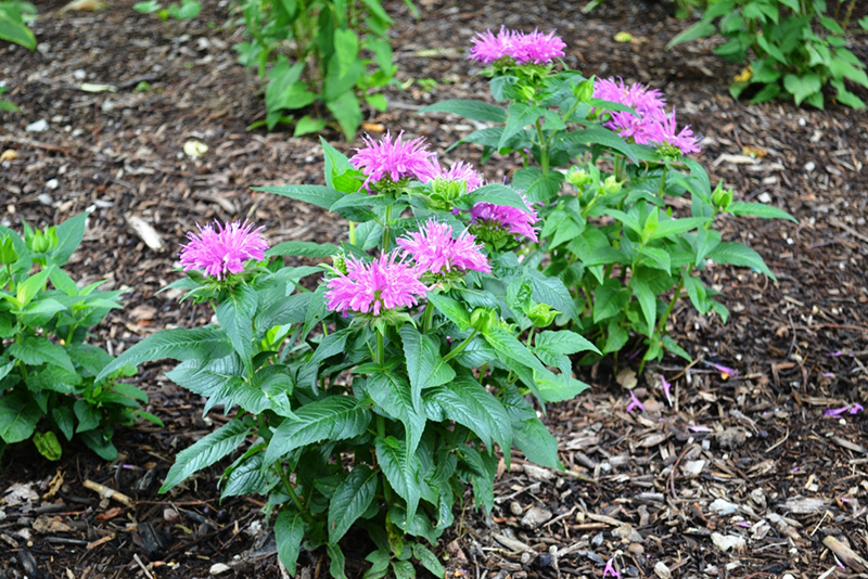 Random Rippling - Garden Walk on the Monon