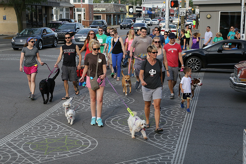 About half of the dog walkers crossing College and Broad Ripple Avenue. The other half were still crossing Westfield by the canal.