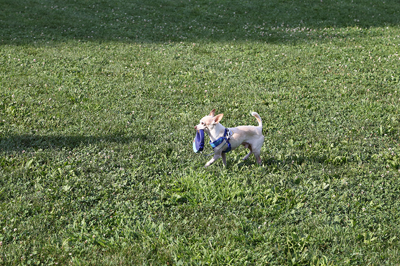 Random Rippling - BRVA Dog Walk