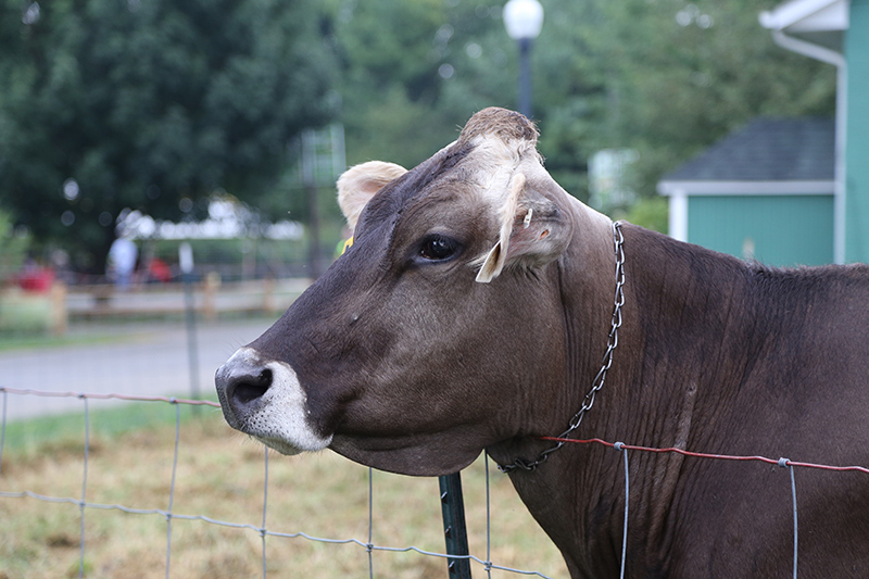 2015 INDIANA STATE FAIR