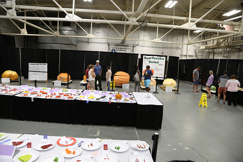 1100 pound pumpkin