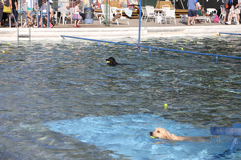 Random Rippling - annual dog swim