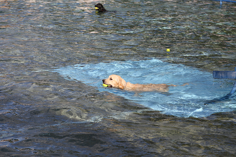 Random Rippling - annual dog swim