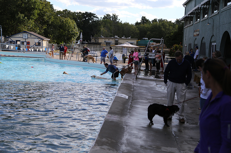 Random Rippling - annual dog swim