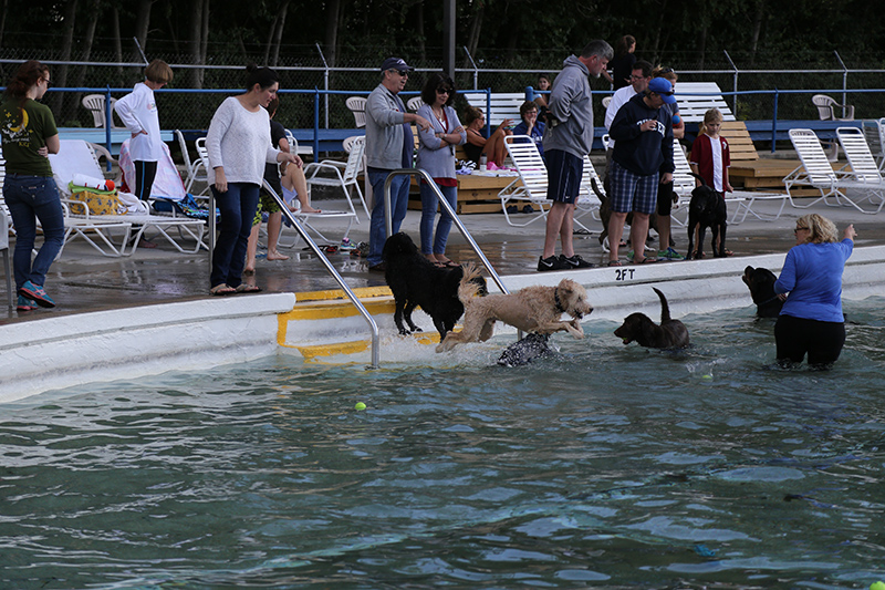 Random Rippling - annual dog swim