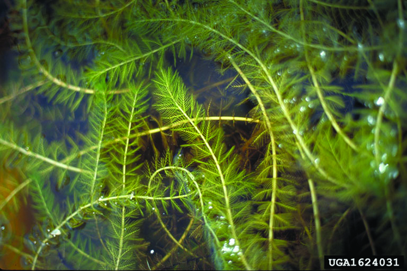 From www.in.gov/dnr: Eurasian watermilfoil is native to Europe, Asia, and northern Africa. As of 2003, 45 states reported the presence of Eurasian watermilfoil. In Indiana, of the approximately 616 lakes and reservoirs in the northern one-third of the state, Eurasian watermilfoil infested at least 175 of them as of the late 1990's. Throughout the state, approximately 126,000 acres of lakes and impoundments contain some level of Eurasian watermilfoil.<br>Eurasian watermilfoil was first introduced into the United States through the aquarium trade. The first documented identification of Eurasian watermilfoil in open water in the United States was in 1942 from a pond in Washington D.C. By 1950 the species was into the Midwest in Ohio and was also found in western states such as Arizona and California. Eurasian watermilfoil is now found throughout the continental United States with the exception of the northern Great Plains region and Maine.
