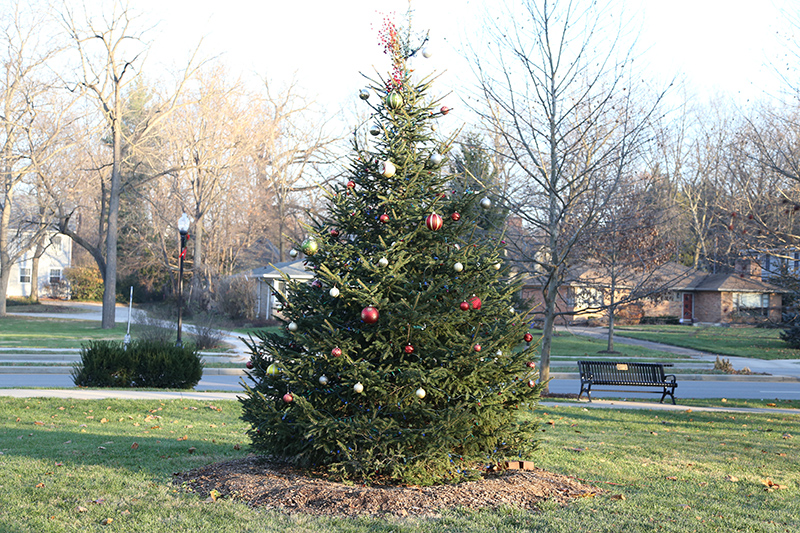 Random Rippling - Alice Carter Place tree lighting