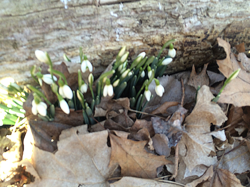 snow drops at holliday park