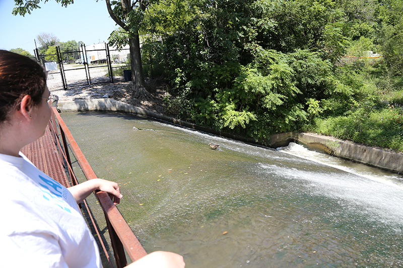 Leah Samson, water treatment operator at Citizens, shows me the canal spillway to Fall Creek as a duck climbs up the waterfall. 