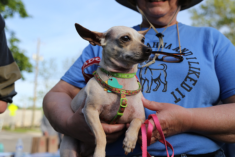 Sheba the chihuahua at May event