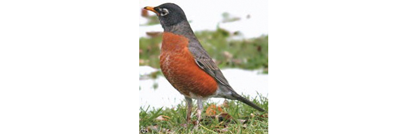 American Robin