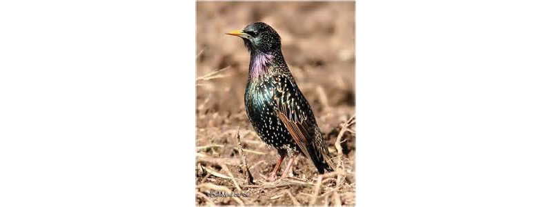 Starling or Grackle