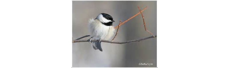 Chickadee