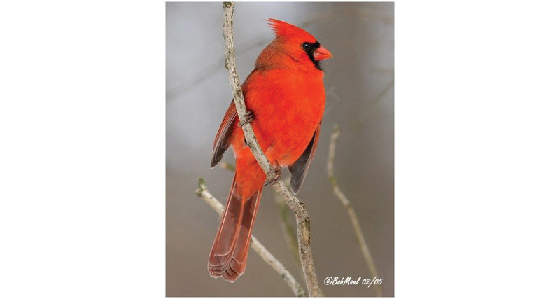 Northern Cardinal