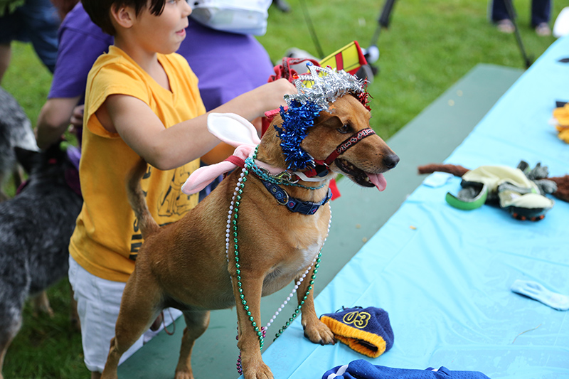 Gracie ready for the costume contest.