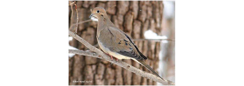 Mourning Dove*