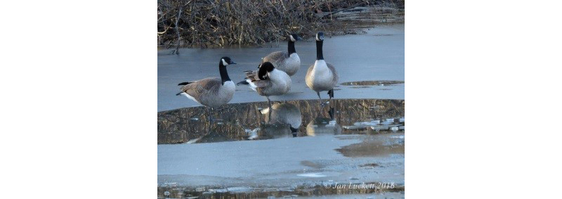 Canada Goose