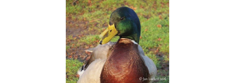 Mallard