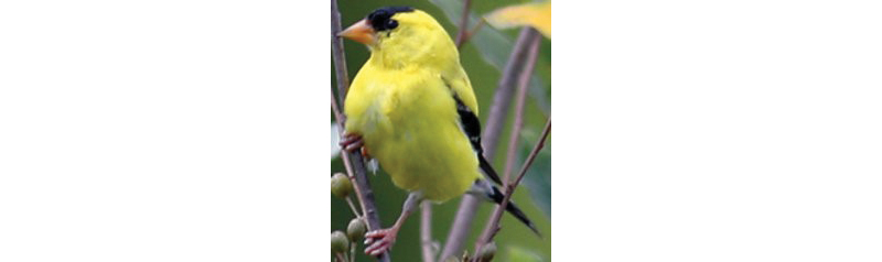 American Goldfinch*