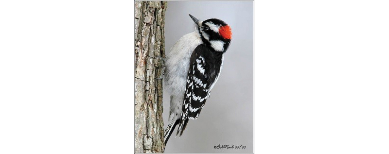 Downy Woodpecker*
