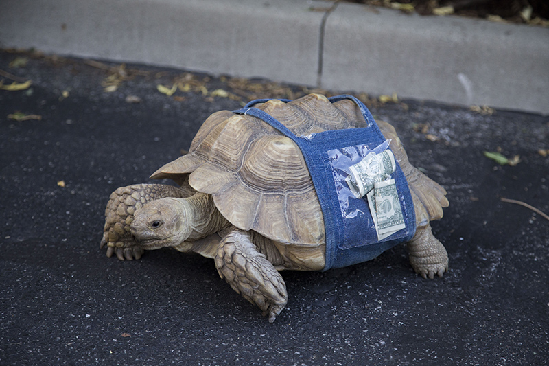Sheldon the turtle