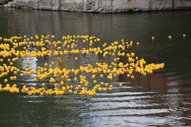 BRVA DUCK RACE 2016