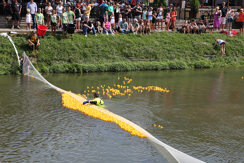 A number of rogue ducks escaped from the net and headed south to where? If you read the Gazette you know where! The White River Treatment Plant, where the skimmer would route them off into Fall Creek. Remember from issue #7?