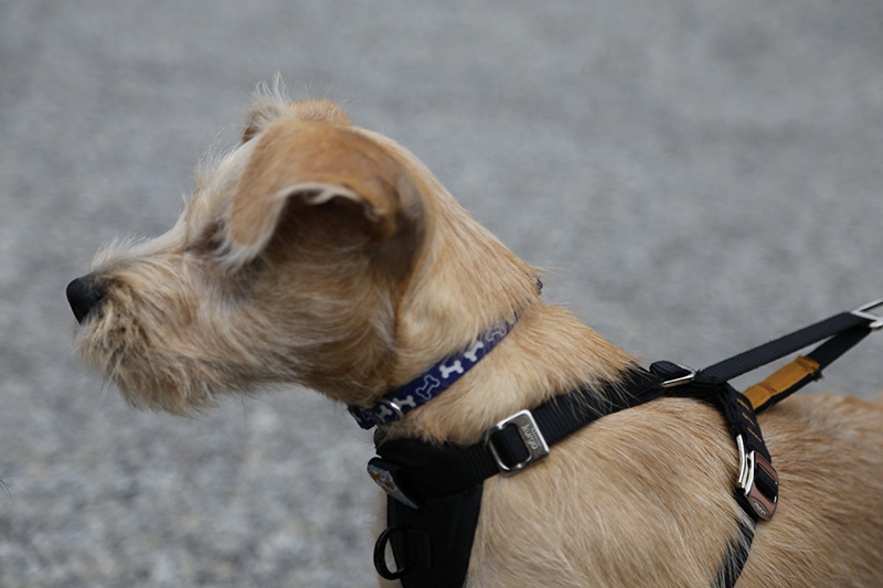 Ser Barristan the dog