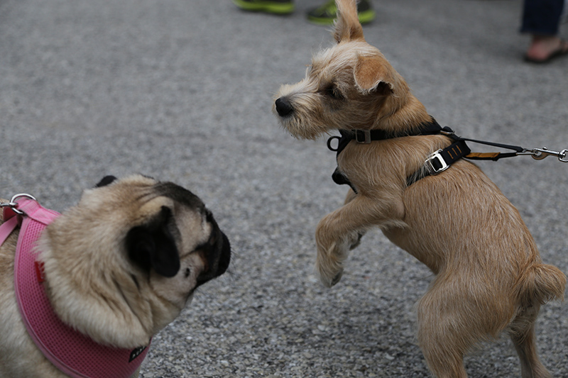 Ser Barristan meets Mona the dog